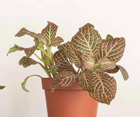Generic (3 Pack), Bloom & Beyond Live Plants Real Indoor Houseplants, Low Maintenance, Easy Growing, Air Purifying
