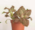 Generic (3 Pack), Bloom & Beyond Live Plants Real Indoor Houseplants, Low Maintenance, Easy Growing, Air Purifying