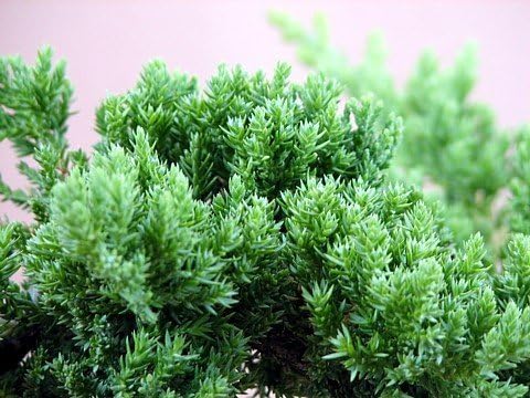 JM BAMBOO 4" Japanese Juniper Bonsai Starter Tree - pot - Juniperus procumbens 'Nana'+Bonsai Fertilizer Slow Release