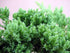 JM BAMBOO 4" Japanese Juniper Bonsai Starter Tree - pot - Juniperus procumbens 'Nana'+Bonsai Fertilizer Slow Release
