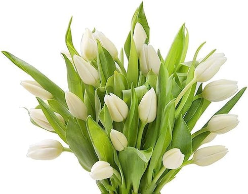 10 KaBloom PRIME NEXT DAY DELIVERY : Fall Collection - Bouquet of White Tulips without vase Gift for Birthday