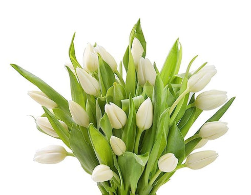 10 KaBloom Flowers -Valentine's Day Collection - White Tulips without vase, Gift for Birthday, Sympathy, Anniversary