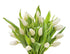 10 KaBloom Flowers -Valentine's Day Collection - White Tulips without vase, Gift for Birthday, Sympathy, Anniversary