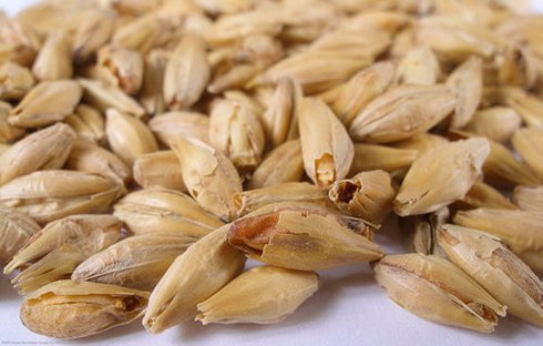 Adventures in Homebrewing 10 lb Munich Malt