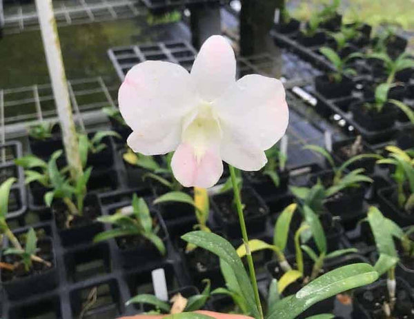 Aloha Hawaii Orchids Dendrobium Suree Peach, Blooming Size Orchid, Comes in 4" Pot Orchids from