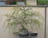 3 Bonsai Willow Tree Bundle - Large Trunk Bonsai Tree Cuts - Get one Each Weeping, Australian, Dragon - Ready to Plant