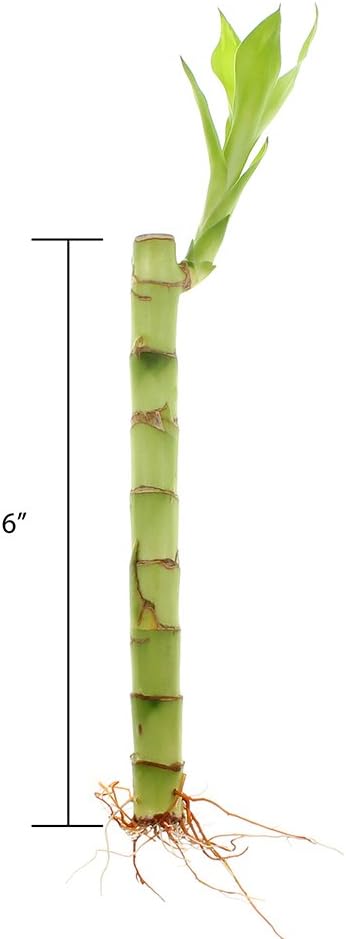 6 Inch 10 NW Wholesaler - Live Indoor Lucky Bamboo Bundle of Stalks - Live Indoor Houseplants for Home Decor, Floral