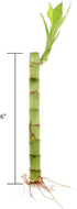 6 Inch 10 NW Wholesaler - Live Indoor Lucky Bamboo Bundle of Stalks - Live Indoor Houseplants for Home Decor, Floral