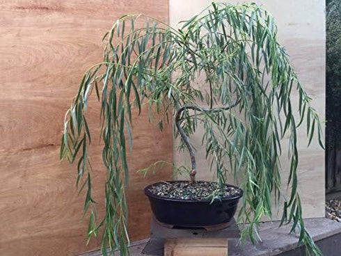 3 Bonsai Willow Tree Bundle - Large Trunk Bonsai Tree Cuts - Get one Each Weeping, Australian, Dragon - Ready to Plant