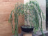 3 Bonsai Willow Tree Bundle - Large Trunk Bonsai Tree Cuts - Get one Each Weeping, Australian, Dragon - Ready to Plant