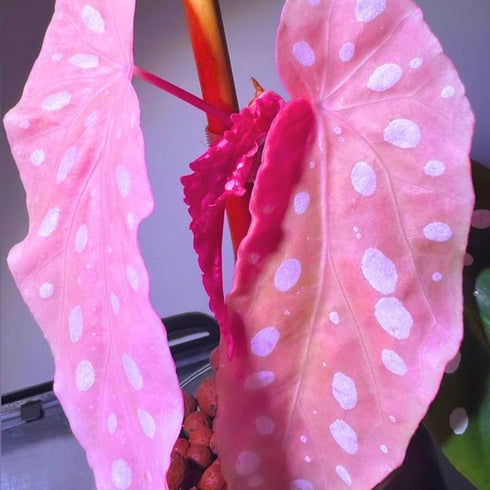 4 4 8 Combo Begonias Houseplant Live Indoor, Mix Begonia Maculata Live Plant, Random Begonias Live Plants Outdoor