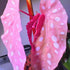 4 4 8 Combo Begonias Houseplant Live Indoor, Mix Begonia Maculata Live Plant, Random Begonias Live Plants Outdoor