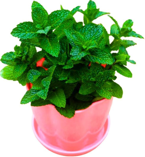 Sets 2 3.5" 5-9" TANKDA Live Mint Plants Herb in Pot, Fresh Spearmint for Indoor Outdoor Growing, Spring Planting