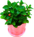 Sets 2 3.5" 5-9" TANKDA Live Mint Plants Herb in Pot, Fresh Spearmint for Indoor Outdoor Growing, Spring Planting