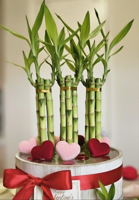 Generic 8 inches Lucky Bamboo 6 Healthy Plants, Tied in Gold Wire, Gift,