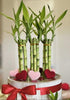 Generic 8 inches Lucky Bamboo 6 Healthy Plants, Tied in Gold Wire, Gift,