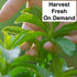 (4 Natural Herbal Live Zero Calorie Sugar Replacement. Stevia Plants. Sweet Leaf, Sugar Leaf, Natural Sugar Substitute
