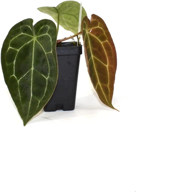 Ishy Plant Anthurium forgetii x crystallinum 2" Live Plant | Rare Hybrid Anthurium |