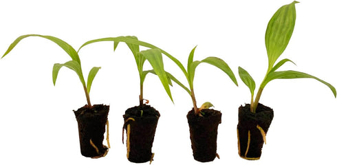 2-4" 1ct ragnaroc Spathoglottis Mello Yellow (Ground Orchid) Live Plant for Indoor Outdoor Use, Garden & Landscaping