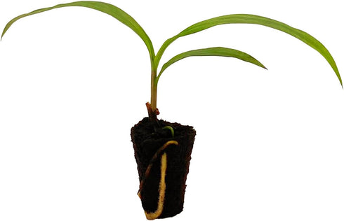 2-4" 1ct ragnaroc Spathoglottis Mello Yellow (Ground Orchid) Live Plant for Indoor Outdoor Use, Garden & Landscaping