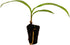 2-4" 1ct ragnaroc Spathoglottis Mello Yellow (Ground Orchid) Live Plant for Indoor Outdoor Use, Garden & Landscaping