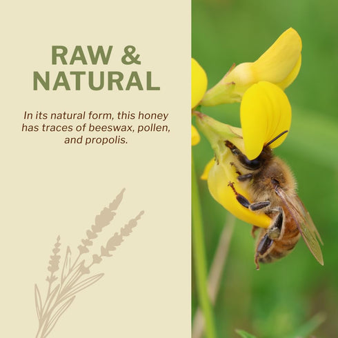 100% 1.1 lbs, Oneroot Canadian Wildflower Honey - Unheated & Creamed - Nutrient-Rich, Natural Sweetener with Enzymes