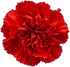 50 FlowerPrime Red Carnations - Fresh Natural Cut Flowers