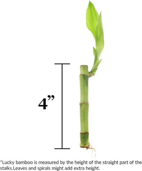 4" 20 (20) NW Wholesaler - Live Lucky Bamboo Plant - Bundle of Stalks - Live Indoor Houseplants for Home Decor, Live