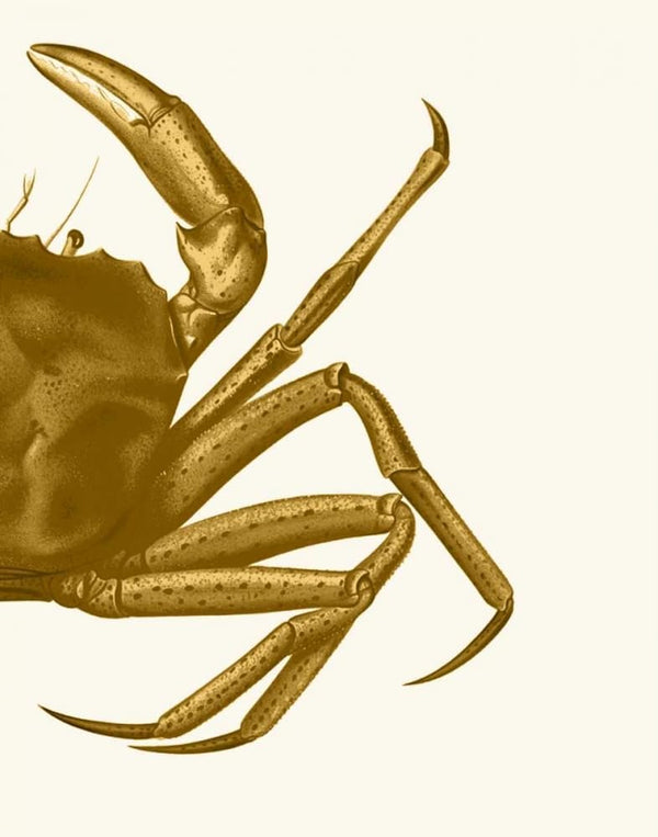 Posterazzi Contrasting Crab in Mustard b Poster Print - Funky Fab (18 x