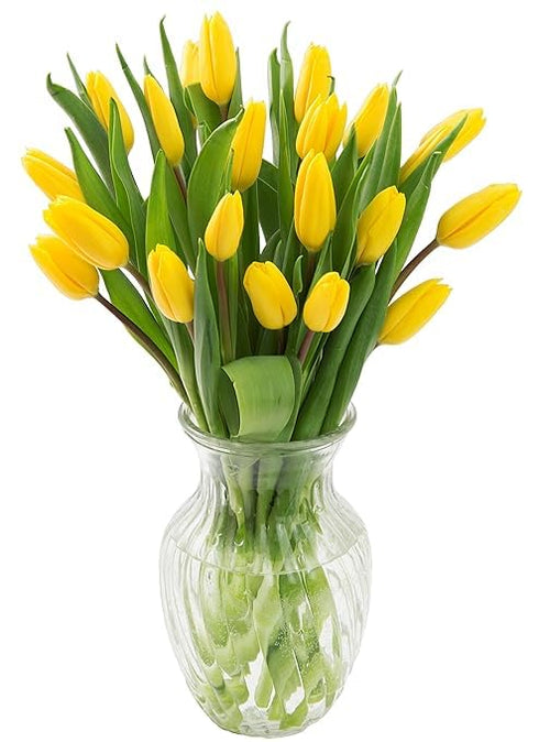 KaBloom PRIME NEXT DAY DELIVERY - Shasta Collection : Bouquet of 20