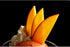 CRISTALICA 11 Cm Ice Cream Bowl Dessert Bowl Sundae Glass Cocktail Amber Gelato Vero