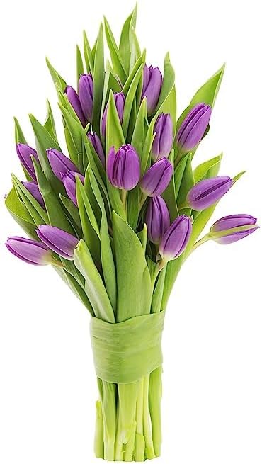 KaBloom PRIME OVERNIGHT DELIVERY - WEDDING COLLECTION - PREMIUM 20 Purple Tulips