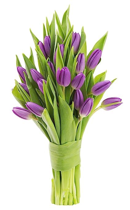 KaBloom - 10 Purple Tulips without vase - Fresh Flowers for Birthday,