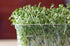 4 oz Packed Broccoli Seeds for Sprouting Microgreens, Bag,A superfood with antioxidants and Health-Promoting nutrients.