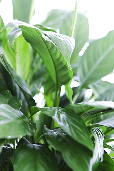 6 inch Large Purifying Peace Lily in Pot - Fall Collection - KaBloom Prime Next Day - Gift for Birthday, Get Well