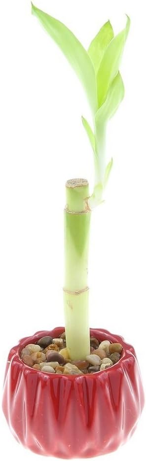4" Live Lucky Bamboo Single Stalk with Round Red Planter - Indoor
