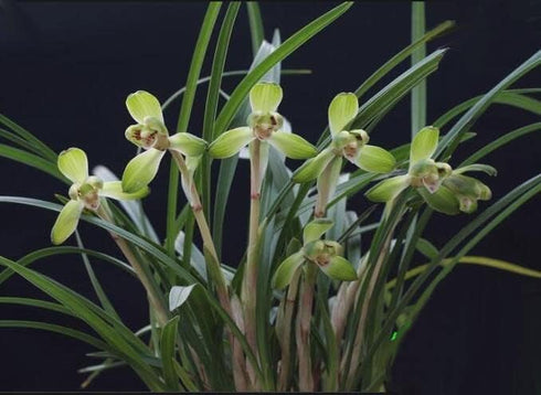 2 Chinese Cymbidium Goeringii - Easy Care Live Orchid Plant with Stems