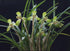 2 Chinese Cymbidium Goeringii - Easy Care Live Orchid Plant with Stems