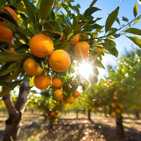 RawJoy (18 count) Orange fruits fresh hand picked from orchard naturally grown farm produce