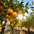 RawJoy (18 count) Orange fruits fresh hand picked from orchard naturally grown farm produce