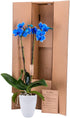 5 DecoBlooms Premium Blue Orchid Live Indoor Plant (Modern Pot Included) Grown in the USA - Fresh Flowering Home Decor