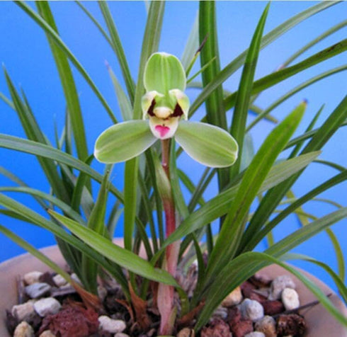 Easy Care Live Cymbidium Orchids - Air Purifying Houseplants