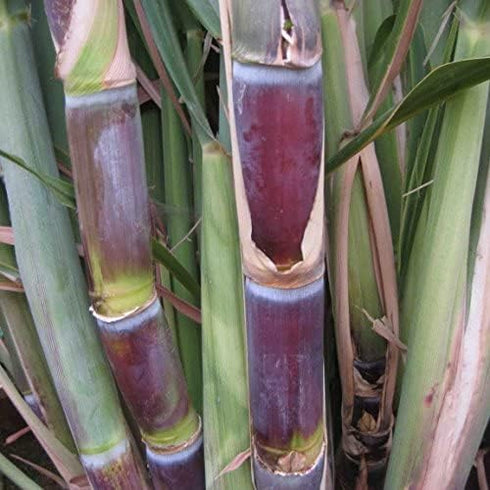 Generic Fresh Live Sweet Deep South Blue Sugar Cane Plant 2-3' Tall Sugar