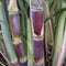 Generic Fresh Live Sweet Deep South Blue Sugar Cane Plant 2-3' Tall Sugar
