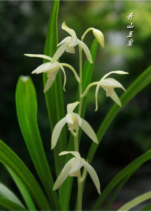 Live Orchids Cymbidium Ensifolium Perfect for Windowsills or Indoors-Shipped Without Flowers