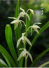 Live Orchids Cymbidium Ensifolium Perfect for Windowsills or Indoors-Shipped Without Flowers
