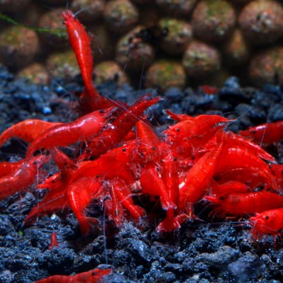 6 pack BLOODY MARY SHRIMP - shrimp - Live Fish for Aquarium - Exotic Freshwater Live Fish, Live Aquarium Fish, Live