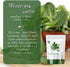 Generic (Pack 2) 100g of Organic Spinach Powder - Pure and Nutritious Superfood for Smoothies, Drinks, and Cooking