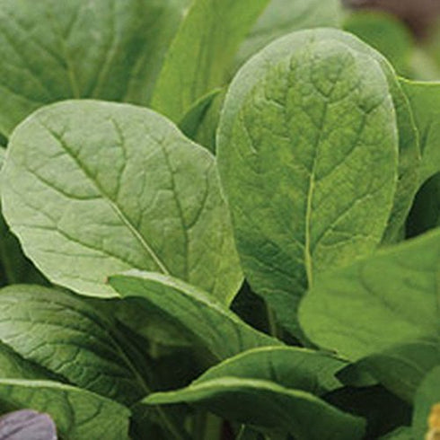 Komatsuna Oriental Mustard Spinach Taste(100 -stir-Fried, Pickled, Boiled-Great - Seeds)