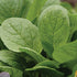 Komatsuna Oriental Mustard Spinach Taste(100 -stir-Fried, Pickled, Boiled-Great - Seeds)